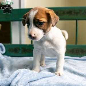 Pepsi, Jack-A-Ranian Puppy